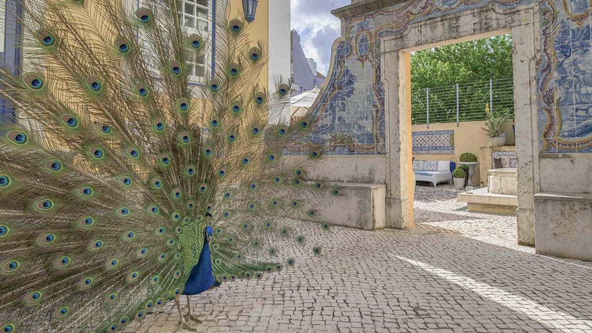 Solar-do-castelo-Garden-with-Peacock-boutique hotels in Lisbon